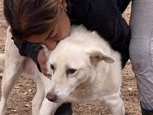 BIANCA, Hund, Mischlingshund in Italien - Bild 17