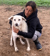 BIANCA, Hund, Mischlingshund in Italien - Bild 19