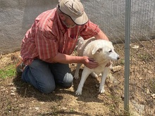 BIANCA, Hund, Mischlingshund in Italien - Bild 21