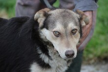 TOKIO, Hund, Mischlingshund in Rumänien - Bild 1