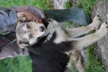 TOKIO, Hund, Mischlingshund in Rumänien - Bild 2