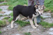 TOKIO, Hund, Mischlingshund in Rumänien - Bild 3