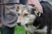 TOKIO, Hund, Mischlingshund in Rumänien - Bild 4