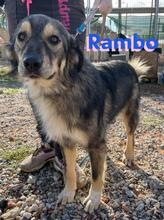 RAMBO, Hund, Mischlingshund in Griechenland - Bild 4