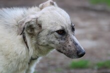 AKEA, Hund, Collie-Mix in Rumänien - Bild 1