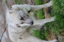 AKEA, Hund, Collie-Mix in Rumänien - Bild 2