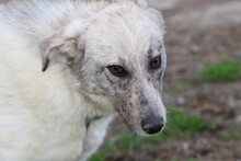 AKEA, Hund, Collie-Mix in Rumänien - Bild 3