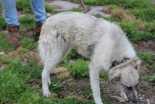 AKEA, Hund, Collie-Mix in Rumänien - Bild 4