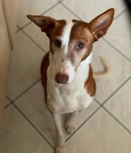 LARA, Hund, Podenco in Peine - Bild 1