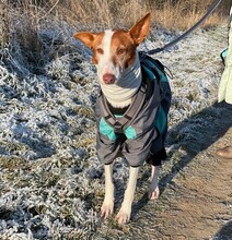 LARA, Hund, Podenco in Peine - Bild 4