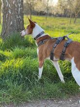 LARA, Hund, Podenco in Peine - Bild 8