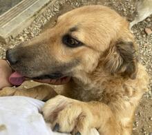 RANGER, Hund, Maremmano-Mix in Italien - Bild 59