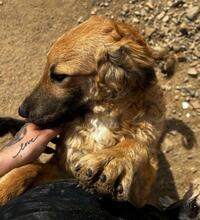 RANGER, Hund, Maremmano-Mix in Italien - Bild 61