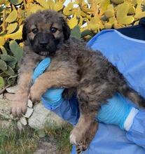 RANGER, Hund, Maremmano-Mix in Italien - Bild 62