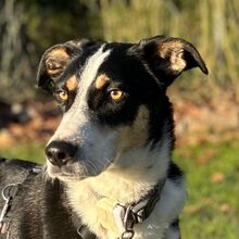 SPOT, Hund, Mischlingshund in Jesteburg - Bild 1