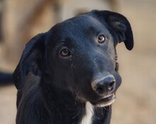 MOE, Hund, Mischlingshund in Kroatien