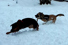 ECO, Hund, Mischlingshund in Schönau - Bild 8