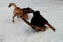 ECO, Hund, Mischlingshund in Schönau - Bild 9