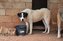 ALMA, Hund, Mischlingshund in Griechenland - Bild 12