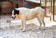 ALMA, Hund, Mischlingshund in Griechenland - Bild 16