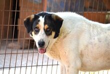 ALMA, Hund, Mischlingshund in Griechenland - Bild 17