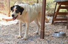 ALMA, Hund, Mischlingshund in Griechenland - Bild 18