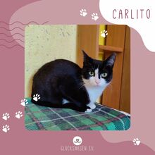 CARLITO, Katze, Europäisch Kurzhaar in Bulgarien
