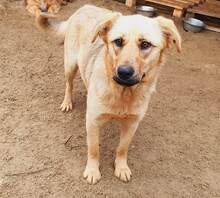 KALANI, Hund, Mischlingshund in Rumänien - Bild 1