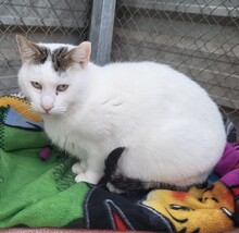 GARY, Katze, Europäisch Kurzhaar in Spanien