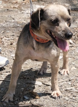 CLIFTON, Hund, Terrier X in Zypern