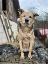 ONE, Hund, Mischlingshund in Rumänien