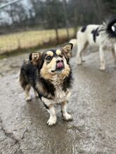 VALENTIN, Hund, Mischlingshund in Rumänien