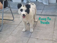 KUNGFUPANDA, Hund, Border Collie-Mix in Spanien - Bild 19