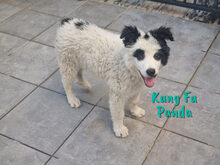 KUNGFUPANDA, Hund, Border Collie-Mix in Spanien - Bild 21