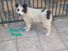 KUNGFUPANDA, Hund, Border Collie-Mix in Spanien - Bild 22