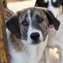 INDIRA, Hund, Mischlingshund in Griechenland - Bild 1