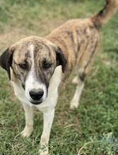 INDIRA, Hund, Mischlingshund in Griechenland - Bild 12