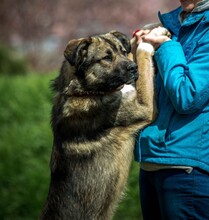 GLORIAN, Hund, Mischlingshund in Ungarn - Bild 1