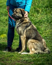 GLORIAN, Hund, Mischlingshund in Ungarn - Bild 2