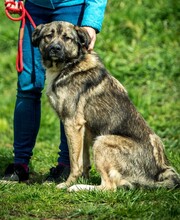 GLORIAN, Hund, Mischlingshund in Ungarn - Bild 3