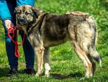 GLORIAN, Hund, Mischlingshund in Ungarn - Bild 4