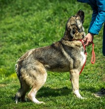 GLORIAN, Hund, Mischlingshund in Ungarn - Bild 5