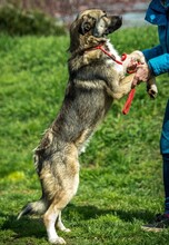 GLORIAN, Hund, Mischlingshund in Ungarn - Bild 6