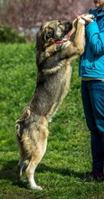 GLORIAN, Hund, Mischlingshund in Ungarn - Bild 7