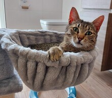 SAYA, Katze, Europäisch Kurzhaar in Kleinostheim