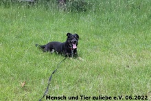 GRACE, Hund, Mischlingshund in Polen - Bild 1