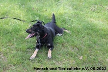 GRACE, Hund, Mischlingshund in Polen - Bild 2