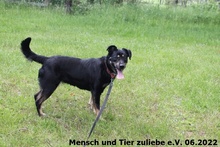 GRACE, Hund, Mischlingshund in Polen - Bild 3