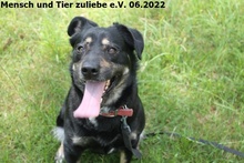 GRACE, Hund, Mischlingshund in Polen - Bild 4