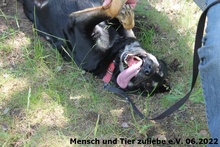 GRACE, Hund, Mischlingshund in Polen - Bild 5